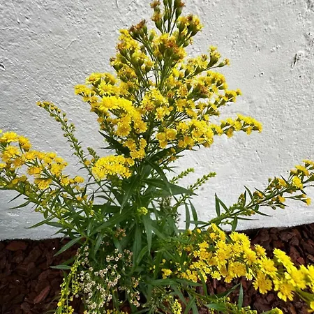 En Bord De Appartement *